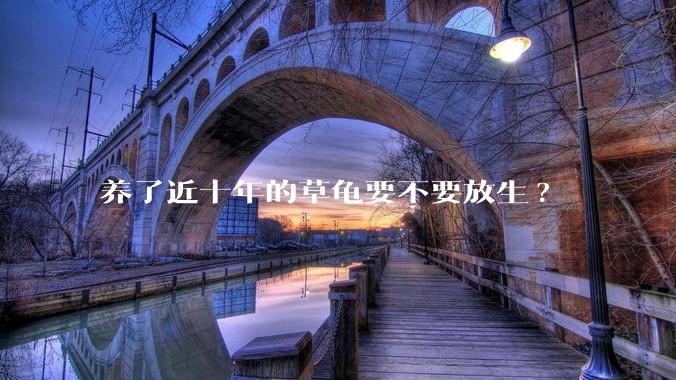 养了近十年的草龟要不要放生?